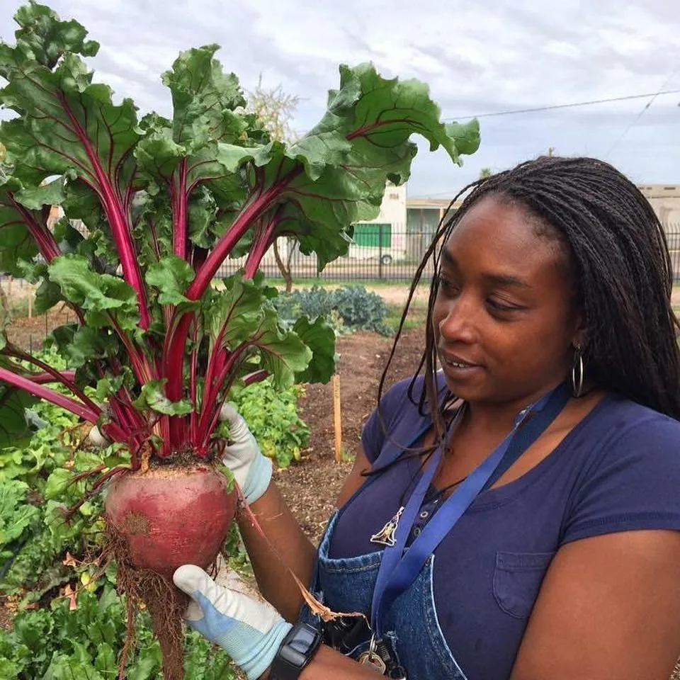 Nika Forte' examining a freshly harvested beet with large red-veined leaves at the urban farm